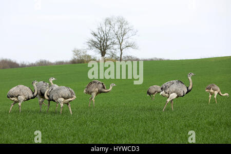 Eine Gruppe von wilden Nandus kann auf einem Feld zwischen Schlagsdorf und Utecht, Deutschland, 31. März 2017 gesehen werden. Europas einzige wilde Rhea Bevölkerung beherrscht die Wintermonaten und derzeit wächst. Mehr als 220 Tiere wurden Ende März an der Grenze zwischen Mecklenburg-Vorpommern und Schleswig-Holstein in Norddeutschland gezählt. Foto: Christian Charisius/dpa Stockfoto