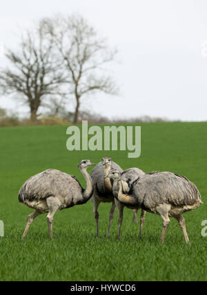 Eine Gruppe von wilden Nandus kann auf einem Feld zwischen Schlagsdorf und Utecht, Deutschland, 31. März 2017 gesehen werden. Europas einzige wilde Rhea Bevölkerung beherrscht die Wintermonaten und derzeit wächst. Mehr als 220 Tiere wurden Ende März an der Grenze zwischen Mecklenburg-Vorpommern und Schleswig-Holstein in Norddeutschland gezählt. Foto: Christian Charisius/dpa Stockfoto