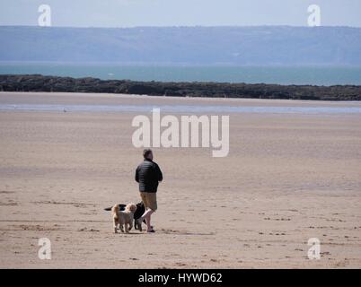 Croyde Strand, Devon, UK. 26. April 2017. Ein Mann geht einen Hund an einem sonnigen, kalten und windigen Tag um Lügner. Bildnachweis: DTNews/Alamy Live Stockfoto