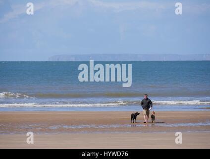 Croyde Strand, Devon, UK. 26. April 2017. Ein Mann geht einen Hund an einem sonnigen, kalten und windigen Tag um Lügner. Bildnachweis: DTNews/Alamy Live Stockfoto