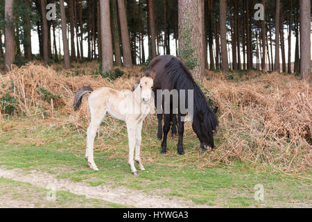 Schwarzes Pony mit weißem Fohlen, New Forest, Hampshire, Großbritannien, April. Stockfoto