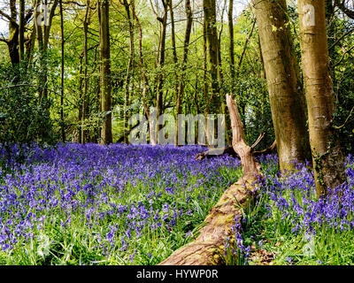 Besen Holz nahe Hinton Ampner, Hampshire. 27. April 2017. Ein Teppich aus Glockenblumen in Johannas-Morgen-Wald in der Nähe von Hinton Ampner, Hampshire im April 2017 Credit: Paul Heinrich/Alamy Live News Stockfoto