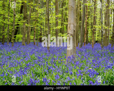 Besen Holz nahe Hinton Ampner, Hampshire. 27. April 2017. Ein Teppich aus Glockenblumen in Besen Wald nahe Hinton Ampner, Hampshire im April 2017 Credit: Paul Heinrich/Alamy Live News Stockfoto