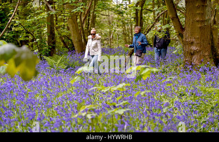 Brighton, UK. 27. April 2017. Wanderer genießen Sie einen Spaziergang unter den Glockenblumen im großen Wald in Stanmer Park Brighton heute so kalt aber schönem trockenen Wetter weiter im Südosten die UK-Credit: Simon Dack/Alamy Live News Stockfoto