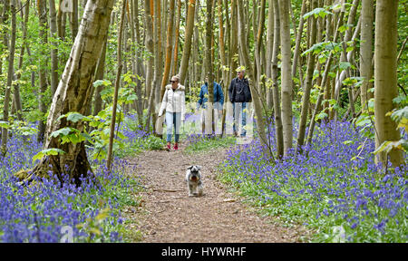 Brighton, UK. 27. April 2017. Wanderer genießen Sie einen Spaziergang unter den Glockenblumen im großen Wald in Stanmer Park Brighton heute so kalt aber schönem trockenen Wetter weiter im Südosten die UK-Credit: Simon Dack/Alamy Live News Stockfoto