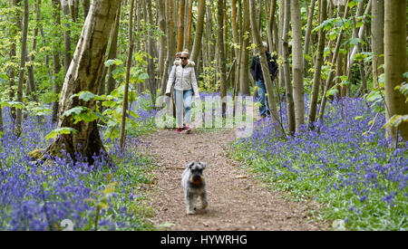 Brighton, UK. 27. April 2017. Wanderer genießen Sie einen Spaziergang unter den Glockenblumen im großen Wald in Stanmer Park Brighton heute so kalt aber schönem trockenen Wetter weiter im Südosten die UK-Credit: Simon Dack/Alamy Live News Stockfoto