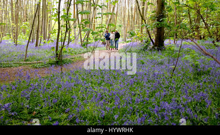 Brighton, UK. 27. April 2017. Wanderer genießen Sie einen Spaziergang unter den Glockenblumen im großen Wald in Stanmer Park Brighton heute so kalt aber schönem trockenen Wetter weiter im Südosten die UK-Credit: Simon Dack/Alamy Live News Stockfoto