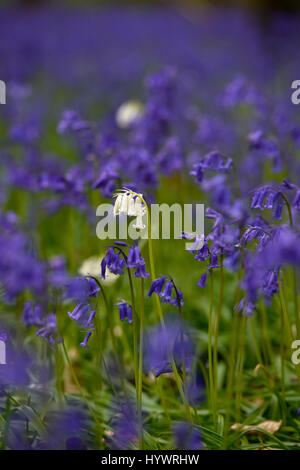 Brighton, UK. 27. April 2017. Weißen Glockenblumen Punkt unter den Glockenblumen im großen Wald in Stanmer Park Brighton als kaltes aber feines trockenes Wetter heute weiter im Südosten die UK-Credit: Simon Dack/Alamy Live News Stockfoto