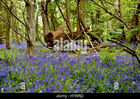 Brighton, UK. 27. April 2017. Teppiche aus Glockenblumen im großen Wald in Stanmer Park Brighton als kaltes aber feines trockenes Wetter heute weiter im Südosten die UK-Credit: Simon Dack/Alamy Live News Stockfoto