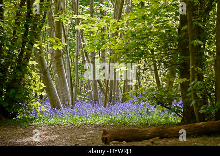 Brighton, UK. 27. April 2017. Teppiche aus Glockenblumen im großen Wald in Stanmer Park Brighton als kaltes aber feines trockenes Wetter heute weiter im Südosten die UK-Credit: Simon Dack/Alamy Live News Stockfoto