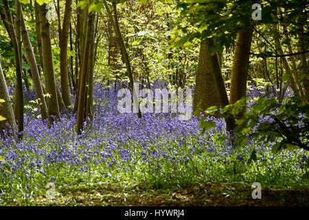 Brighton, UK. 27. April 2017. Teppiche aus Glockenblumen im großen Wald in Stanmer Park Brighton als kaltes aber feines trockenes Wetter heute weiter im Südosten die UK-Credit: Simon Dack/Alamy Live News Stockfoto