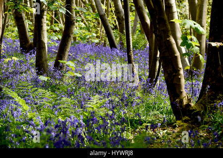 Brighton, UK. 27. April 2017. Teppiche aus Glockenblumen im großen Wald in Stanmer Park Brighton als kaltes aber feines trockenes Wetter heute weiter im Südosten die UK-Credit: Simon Dack/Alamy Live News Stockfoto