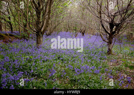 Brighton, UK. 27. April 2017. Teppiche aus Glockenblumen im großen Wald in Stanmer Park Brighton als kaltes aber feines trockenes Wetter heute weiter im Südosten die UK-Credit: Simon Dack/Alamy Live News Stockfoto