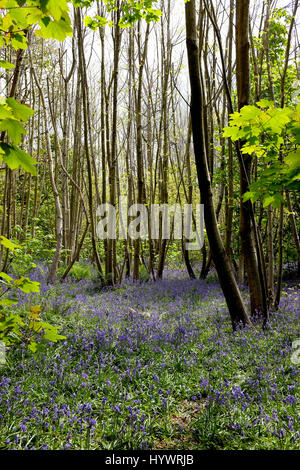 Brighton, UK. 27. April 2017. Teppiche aus Glockenblumen im großen Wald in Stanmer Park Brighton als kaltes aber feines trockenes Wetter heute weiter im Südosten die UK-Credit: Simon Dack/Alamy Live News Stockfoto