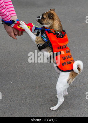 Assistenzhund in der Ausbildung in Liverpool, Merseyside, Großbritannien. 7th April 2017. Doggie 'Hughes' schließt sich der Mode des Eröffnungstages bei Aintree an. Hughes ist ein psychischer Gesundheitsfürsorge-Hund, der am Raceday in der geschäftigen Umgebung von Aintree trainiert wird. Therapie Hunde können jede Rasse und jede Größe, wie diese Mops Kreuz, was wichtig ist, ob sie für die Aktivitäten in Bezug auf Alter, Temperament, Gesundheit, und Training geeignet sind. Im Vereinigten Königreich gibt es derzeit keine Wohltätigkeitsorganisationen, die Hunde für Menschen mit psychischen Problemen ausbilden, wo dies die einzige Behinderung ist. Quelle: MediaWorldImages/Alamy Live News Stockfoto