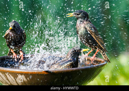 7 Apr, 2017. UK Wetter. Stare (Sturnus vulgaris) Streit über einen Garten Vogelbad heute Morgen in East Sussex, UK Credit: Ed Brown/Alamy leben Nachrichten Stockfoto