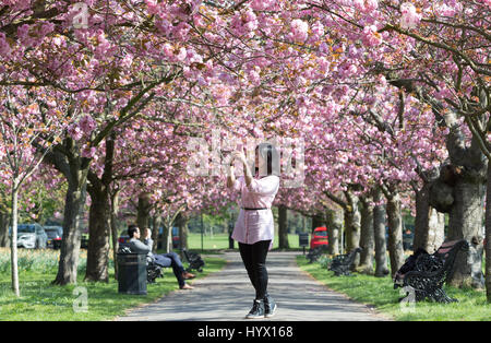 Greenwich, London, UK. 7. April 2017. Menschen haben weiterhin das sonnige Wetter und Kirschblüte im Greenwich Park, London genießen. Rob Powell/Alamy Live-Nachrichten Stockfoto