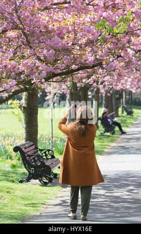 Greenwich, London, UK. 7. April 2017. Menschen haben weiterhin das sonnige Wetter und Kirschblüte im Greenwich Park, London genießen. Rob Powell/Alamy Live-Nachrichten Stockfoto