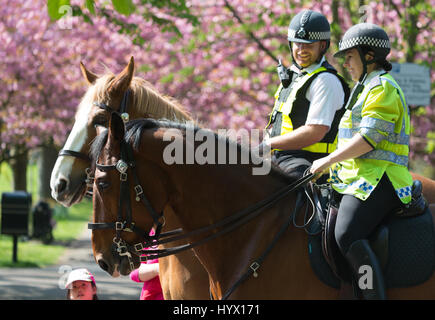 Greenwich, London, UK. 7. April 2017. Zwei berittene Offiziere von der Metropolitan Police Service sind mit ihren Pferden neben die Kirschblüte im Greenwich Park, London abgebildet. Rob Powell/Alamy Live-Nachrichten Stockfoto