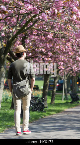 Greenwich, London, UK. 7. April 2017. Menschen haben weiterhin das sonnige Wetter und Kirschblüte im Greenwich Park, London genießen. Rob Powell/Alamy Live-Nachrichten Stockfoto