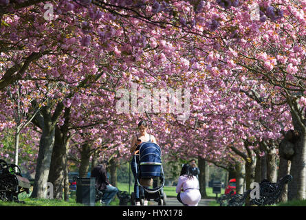 Greenwich, London, UK. 7. April 2017. Menschen haben weiterhin das sonnige Wetter und Kirschblüte im Greenwich Park, London genießen. Rob Powell/Alamy Live-Nachrichten Stockfoto