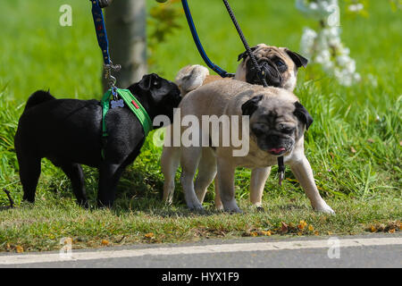 Hyde Park. London, UK. 7. April 2017. Hunde im Hyde Park an einem sonnigen und warmen Nachmittag. Bildnachweis: Dinendra Haria/Alamy Live-Nachrichten Stockfoto