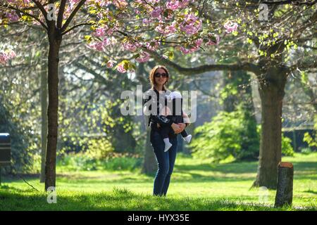 London, UK. 7. April 2017. Touristen und Londoner genießen die schönen Cherry Blossom im Greenwich Park. Kredit: Claire Doherty/Alamy Live News Stockfoto