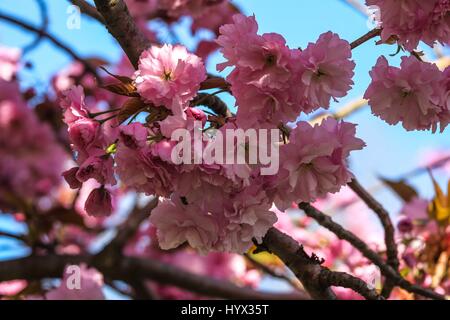 London, UK. 7. April 2017. Touristen und Londoner genießen die schönen Cherry Blossom im Greenwich Park. Kredit: Claire Doherty/Alamy Live News Stockfoto