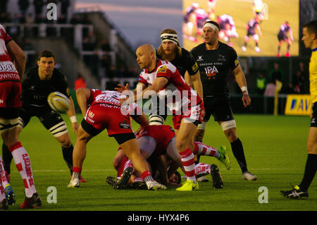 Newcastle Upon Tyne, England, 7. April 2017. Gloucester Rugby scrum-Hälfte und Kapitän Will Heinz den Ball während ihres Spiels gegen Newcastle Falcons in der AVIVA Premiership in Kingston Park. Bildnachweis: Colin Edwards/Alamy Live-Nachrichten. Stockfoto