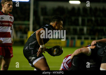 Newcastle Upon Tyne, England, 7. April 2017. Sonatane Takukua, Ersatz-Scrum Hälfte für Newcastle Falcons bereitet, den Ball in ein Gedränge bei der AVIVA Premiership Spiel gegen Gloucester Rugby in Kingston Park. Bildnachweis: Colin Edwards/Alamy Live-Nachrichten. Stockfoto