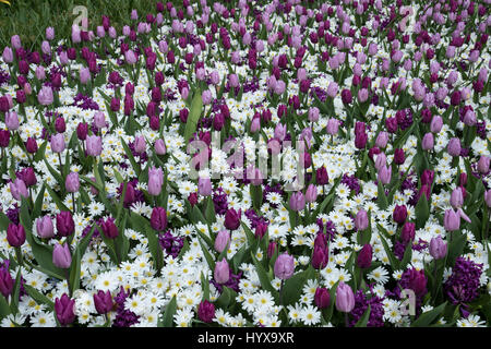 Anemone blanda weiße Pracht', hyacinthus 'purple Sensation', Tulipa 'candy Prince', Tulipa 'purple Prince' Stockfoto