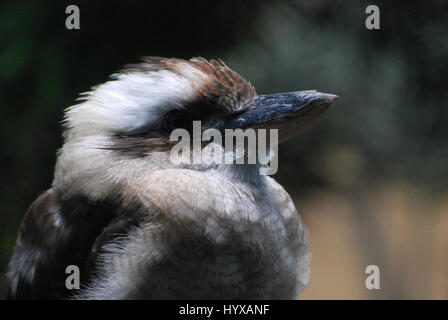 Großen Kookaburra-Vogel hautnah und persönlich. Stockfoto