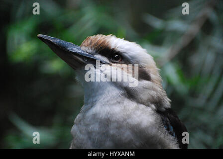 Kookaburra-Vogel aus nächster Nähe in freier Wildbahn. Stockfoto