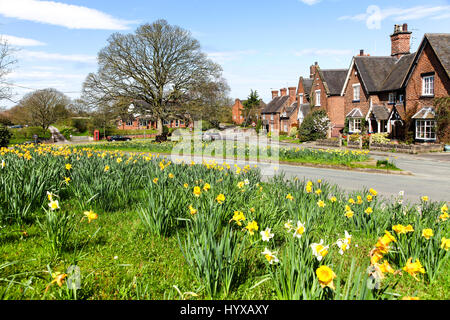 Narzissen auf dem Dorfplatz bei Astbury Cheshire England UK Stockfoto