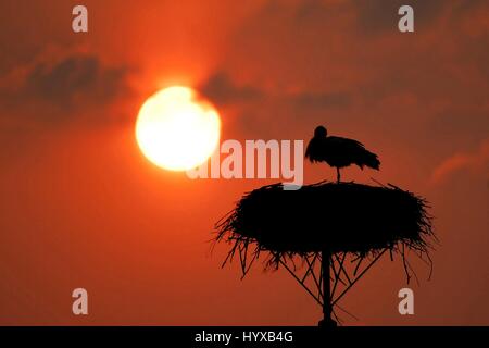 Polen, Biebrzanski-Nationalpark Stockfoto