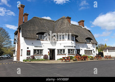 Die Blutungen Wolf ist eine denkmalgeschützte Public House oder Pub von Robinsons Brauerei, in Congleton Road North, Scholar Green, Cheshire, England Großbritannien Stockfoto