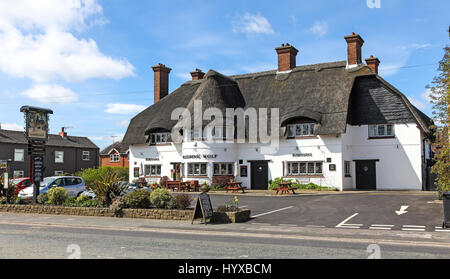 Die Blutungen Wolf ist eine denkmalgeschützte Public House oder Pub von Robinsons Brauerei, in Congleton Road North, Scholar Green, Cheshire, England Großbritannien Stockfoto