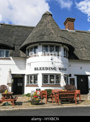 Die Blutungen Wolf ist eine denkmalgeschützte Public House oder Pub von Robinsons Brauerei, in Congleton Road North, Scholar Green, Cheshire, England Großbritannien Stockfoto