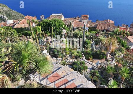 Exotischen Kakteengarten an der Spitze der mittelalterlichen Bergdorf Eze, Frankreich. Stockfoto