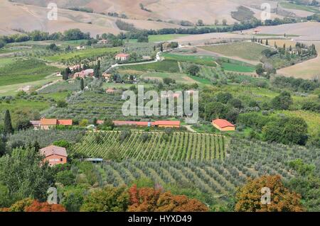 Weinberg in der Nähe von Montalcino, Toskana, Italien Stockfoto