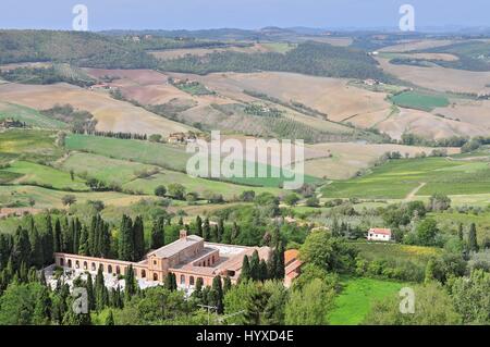 Weinberg in der Nähe von Montalcino, Toskana, Italien Stockfoto