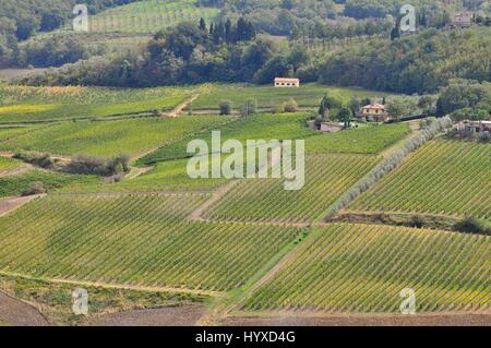 Weinberg in der Nähe von Montalcino, Toskana, Italien Stockfoto