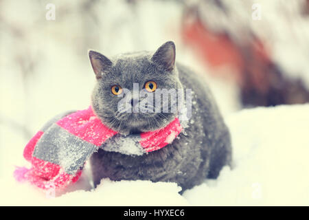 Winter Mode Porträt des blauen Britisch Kurzhaar Katze tragen rosa grau stricken Schal. Katze zu Fuß im Freien im Schnee Stockfoto