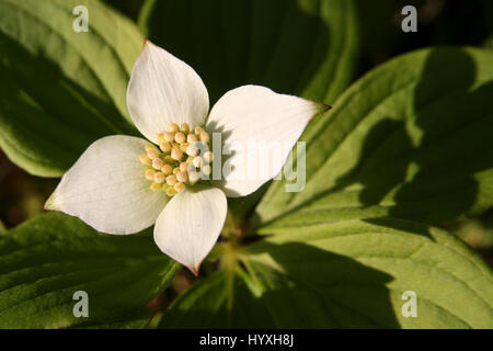 Kanadische Bunchberry weiße Blume in voller Blüte. Cornus canadensis Stockfoto