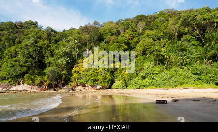 Dschungel auf Paku Strand im Bako Nationalpark, Borneo, Malaysia Stockfoto