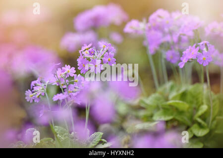 Nahaufnahme der zarten Lila Frühlingsblumen von Primula Frondosa, Aufnahme auf einem weichen sonnigen Hintergrund. Stockfoto