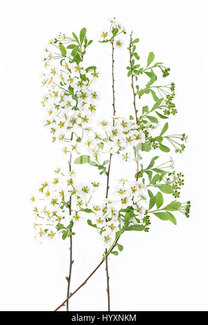 Close-up, High Key Bild des Frühlings Blütenstrauch Spiraea "Mischpflanzungen" Brautkranz, gegen einen weißen Hintergrund. Stockfoto