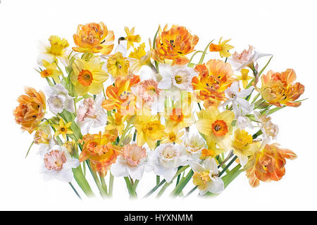 Lebendige Farben Frühling Tulpen und Narzissen Blumen vor einem weißen Hintergrund. Stockfoto