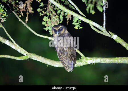 Braune Holz Eule (Strix Leptogrammica) in Sabah, Borneo Stockfoto