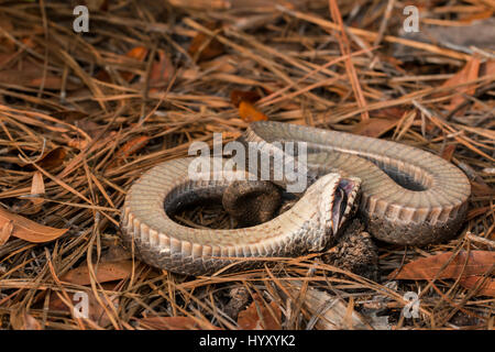 Eine östliche Hognose Schlange tot. Eine Schlange tot wird auf dem Boden Winden, liegen auf dem Rücken, offene Maul und emittieren einen fauligen Geruch. Stockfoto